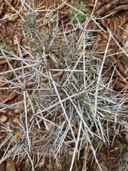 Ephedra antisyphilitica