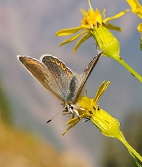 Plebejus anna