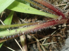 Plantago myosuros