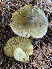 Tricholoma sejunctum