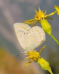 Plebejus anna