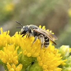 Halictus farinosus