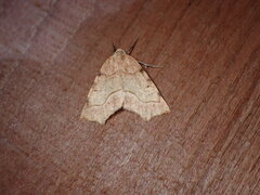Tetracis jubararia