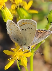 Plebejus anna