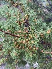 Juniperus pinchotii