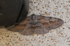 Stenoporpia pulmonaria