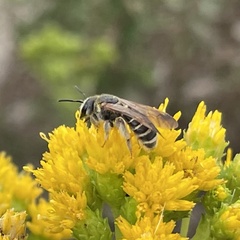 Halictus farinosus