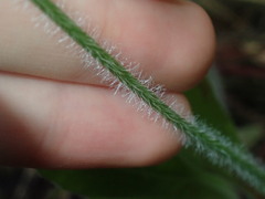 Plantago myosuros