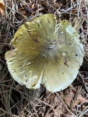 Tricholoma sejunctum