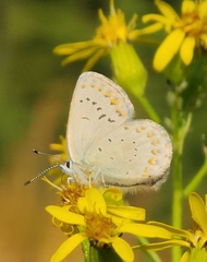 Plebejus anna