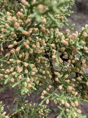 Juniperus pinchotii