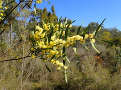 Acacia verniciflua
