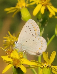 Plebejus anna