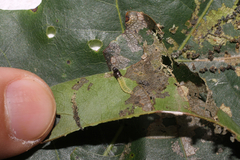 Psilocorsis quercicella