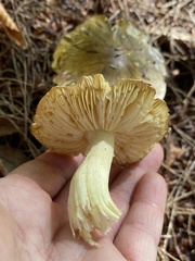 Tricholoma sejunctum