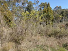 Acacia verniciflua