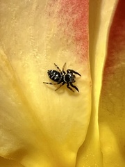 Paraphidippus aurantius