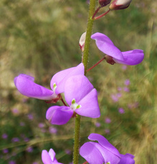 Desmodium batocaulon