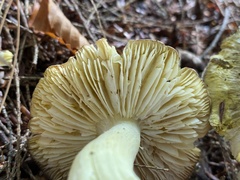 Tricholoma sejunctum