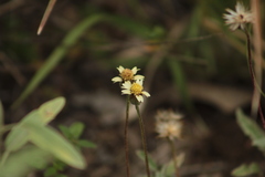 Tridax