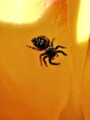 Paraphidippus aurantius