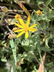 Heterotheca hirsutissima