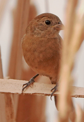Passerina versicolor