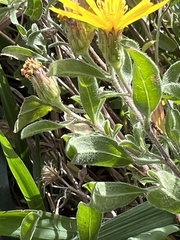 Heterotheca hirsutissima