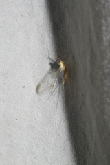 Ephemeroptera