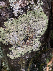 Menegazzia