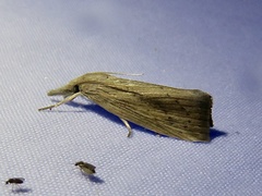 Donacaula
