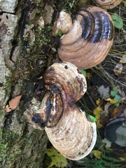 Ganoderma applanatum