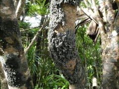 Pseudocyphellaria dissimilis