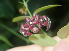 Vincetoxicum barbatum