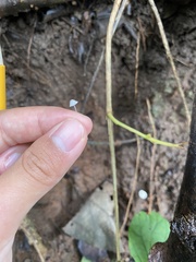 Mycena tenerrima