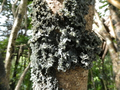 Pseudocyphellaria dissimilis