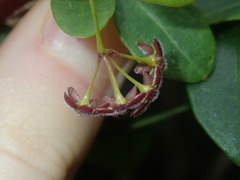 Vincetoxicum barbatum