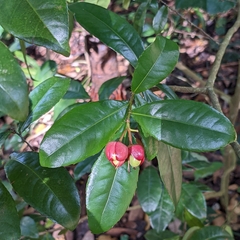 Ochna kirkii