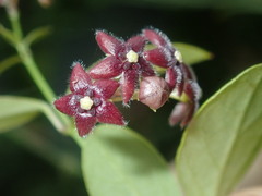 Vincetoxicum barbatum