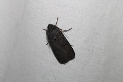 Euxoa velleripennis