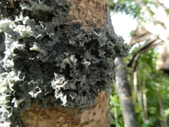 Pseudocyphellaria dissimilis