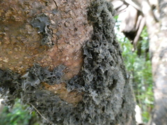 Pseudocyphellaria dissimilis