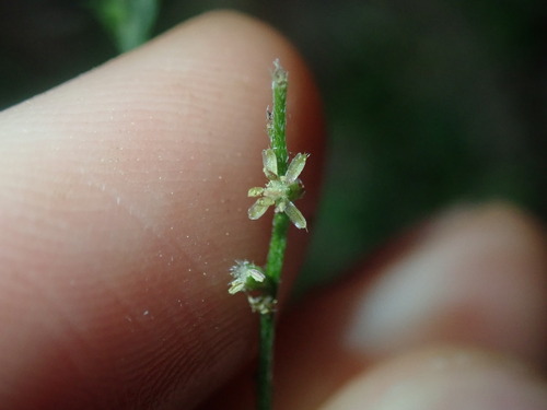 Image of Gonocarpus humilis by (c) Thomas Mesaglio, some rights reserved (CC BY)