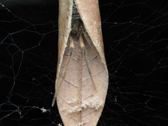 Dendrolycosa