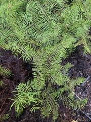 Gleichenia