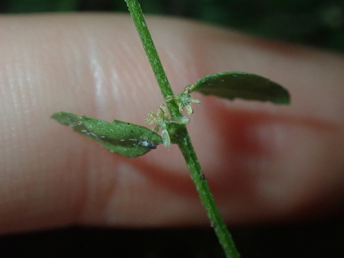 Image of Shade Raspwort (Gonocarpus humilis) by (c) Thomas Mesaglio, some rights reserved (CC BY)