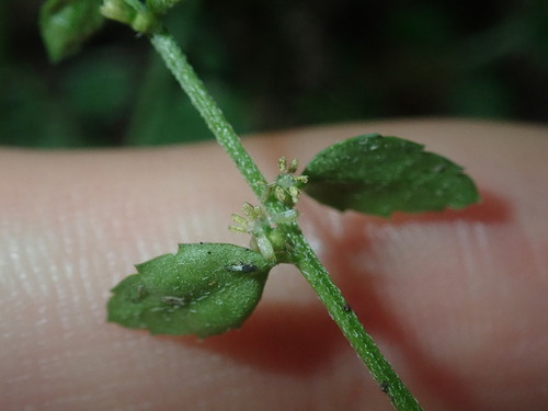 Image of Gonocarpus humilis by (c) Thomas Mesaglio, some rights reserved (CC BY)