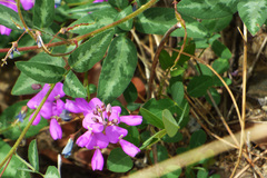 Desmodium batocaulon