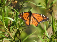 Danaus plexippus plexippus