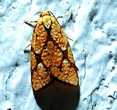 Lophopepla igniferella